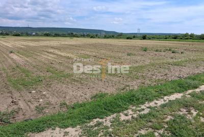 Teren Construcții extravilan de 5800 mp, în Mărăcineni - 4