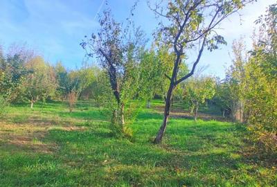 Proprietate cu 2 corpuri de locuinta, Baicoi - 3