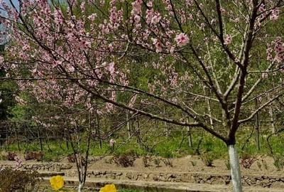 Teren pentru investitii 11.000 mp - 10