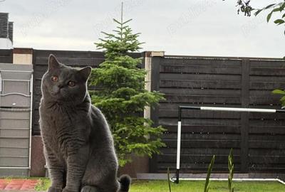 Casă cu 4 camere cu Teren 261 Mp în Berceni - 1