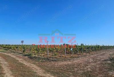 Teren de 56800 mp, în Fărcașele - 10