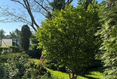 Casă cu 4 camere cu Teren 2000 Mp în Bragadiru - 14