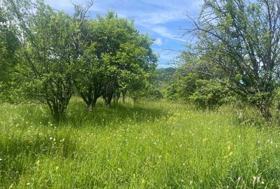 Teren de 6000 mp, în Urluiești - 4