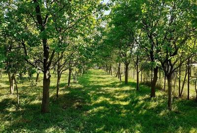 Casă cu 4 camere în Rușii-Munți - 1