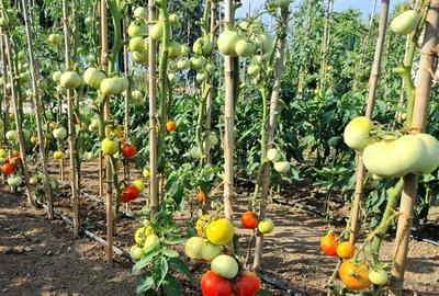 Inchiriez gradina urbana pentru recreere in Cartierul Padurea Baneasa - 8