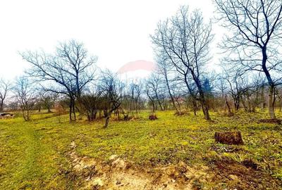 Teren de 5995 mp, în Șișești - 3