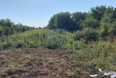 Vanzare teren intravilan 4.342 mp | Saftica - DN1 | Ilfov - 2