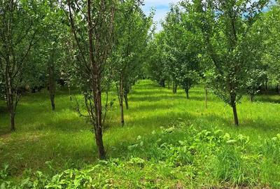 Casă cu 4 camere în Gurba - 1