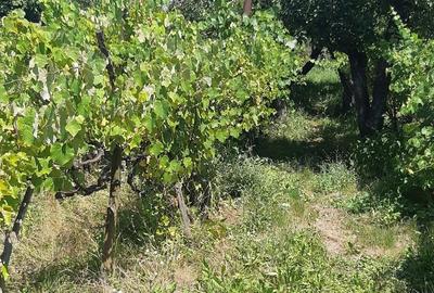 Casă cu 3 camere în Suplacu de Barcău - 2