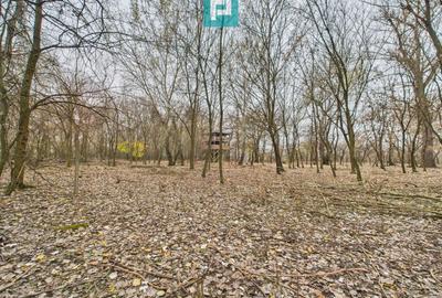 Teren agricol extravilan de 5000 mp, în Periam - 31