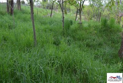 Casa de Zona Mureseni - 2