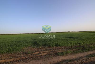 Teren agricol intravilan de 5792 mp, în Clinceni - 6