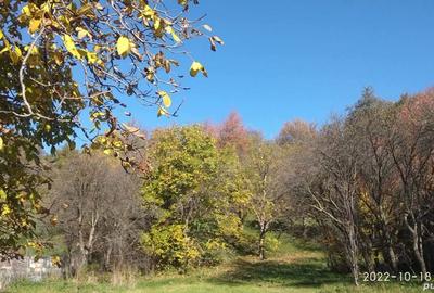 Teren de 9081 mp, în Crăcăoani - 6