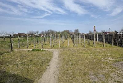 Casă cu 3 camere cu Teren 3600 Mp în Celaru - 6