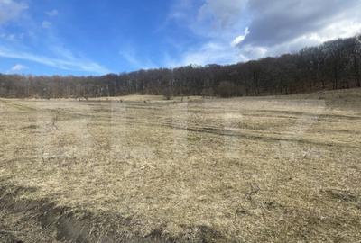 Teren extravilan de vanzare, 2,4 hectare, zona drumul Tarpiu - 4