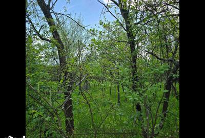 Teren de 2200 mp, în Ilia - 8