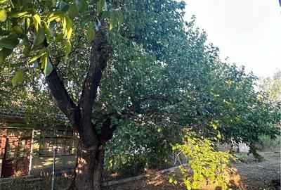 Casă cu 3 camere cu Teren 38 Mp în Sânlazăr - 3