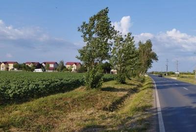 SE VINDE TEREN 5000 MP INTRAVILAN, MIXT CU DESCHIDERE LA DJ101 DE 42m - 2