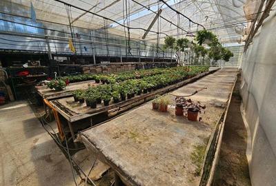 Inchiriez sera, solariu pentru productie flori sau legume - 2
