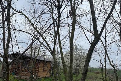 Teren de 5000 mp, în Lazuri - 6