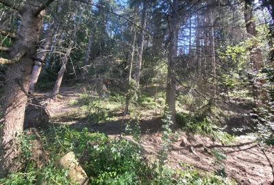 Teren Construcții intravilan de 5000 mp, în Nord - 4