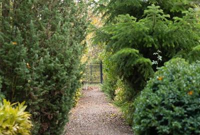 Casă cu 3 camere cu Teren 2500 Mp în Drajna - 8