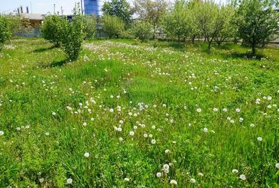 Teren Construcții intravilan de 4076 mp, în Sarasău - 11