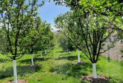 Casa individuala, 268 mp utili, 2145 teren, livada, Turda - 16