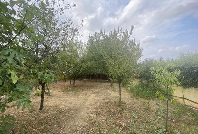 Casa Frumusani Pasarea - 3