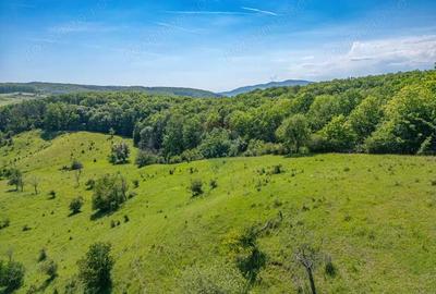 Padure de vanzare oportunitate de investi?ie - 10