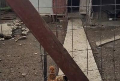 Casa Chetresti Vasluil Casa Chetresti Vasluil - 4