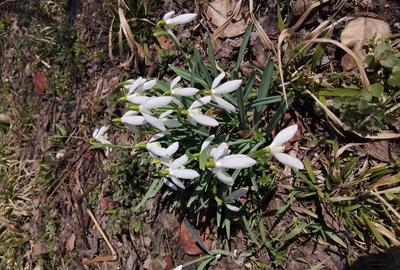 Casă în Seaca de Câmp - 1