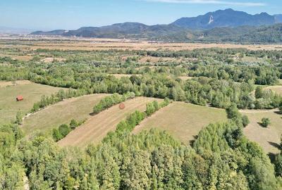 Teren de 10000 mp, în Sohodol