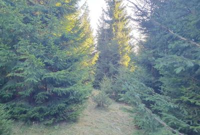 Teren de 162000 mp, în Platonești - 2