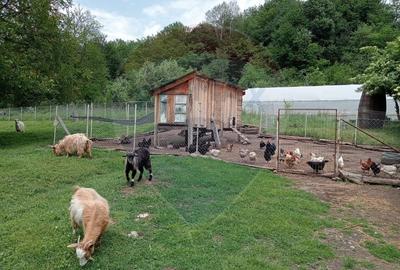 Casă individuală cu 4 camere cu Teren 11016 Mp în Valea Babei - 25