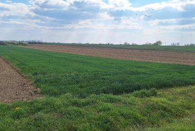 Teren Construcții intravilan de 4300 mp, în Petin - 1