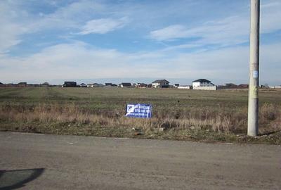 Domnesti-Crengutei-Narciselor - 9