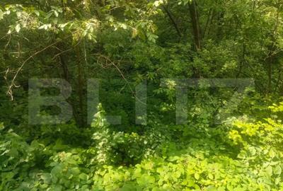 Teren de 5857 mp, în Horodnic - 6