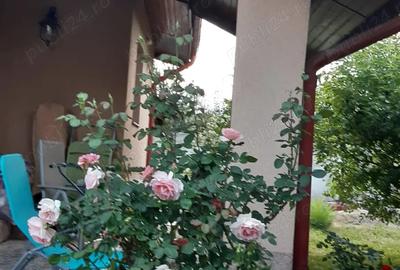 Casa rustica P+M Buftea - 5