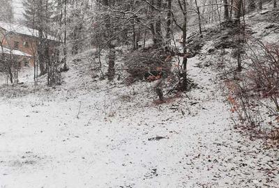 Teren de 4220 mp, în Bușteni - 6