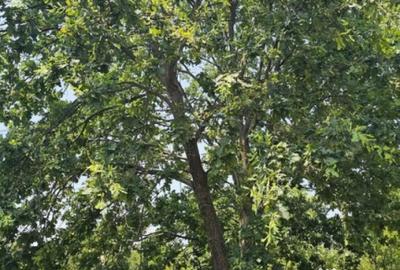 Teren de 572 mp, în Băicoi