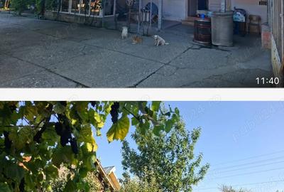 Gospodarie superba cu 3 dormitoare 2 bai si gradina - 9