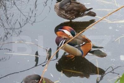 Casa superba de vacanta cu lac de pesti, in comuna Livezile - 17