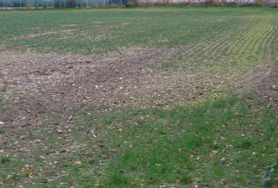 Teren intravilan la asfalt cu utilități și dublă deschidere 25x70.Drum principal Teren intravilan la asfalt cu utilități și dublă deschidere 25x70.Drum principal - 6