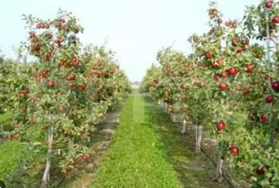 Teren de 36743 mp, în Central