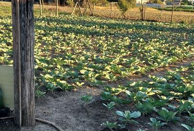 Casă cu 4 camere în Șimand - 5