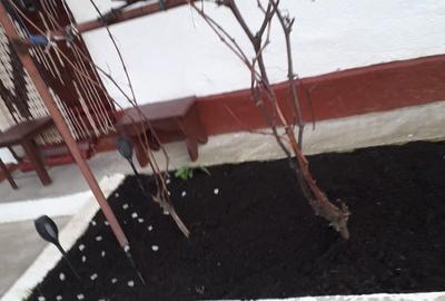 Casă individuală cu 2 camere cu Teren 3525 Mp în Șauaieu - 2