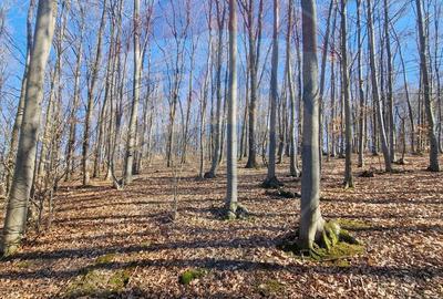 Teren de 4985 mp, în Sascut - 14