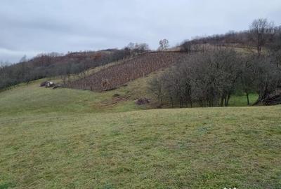 Teren de 67000 mp, în Orbău - 1