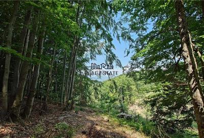 Teren de 5727 mp, în Buceș - 8